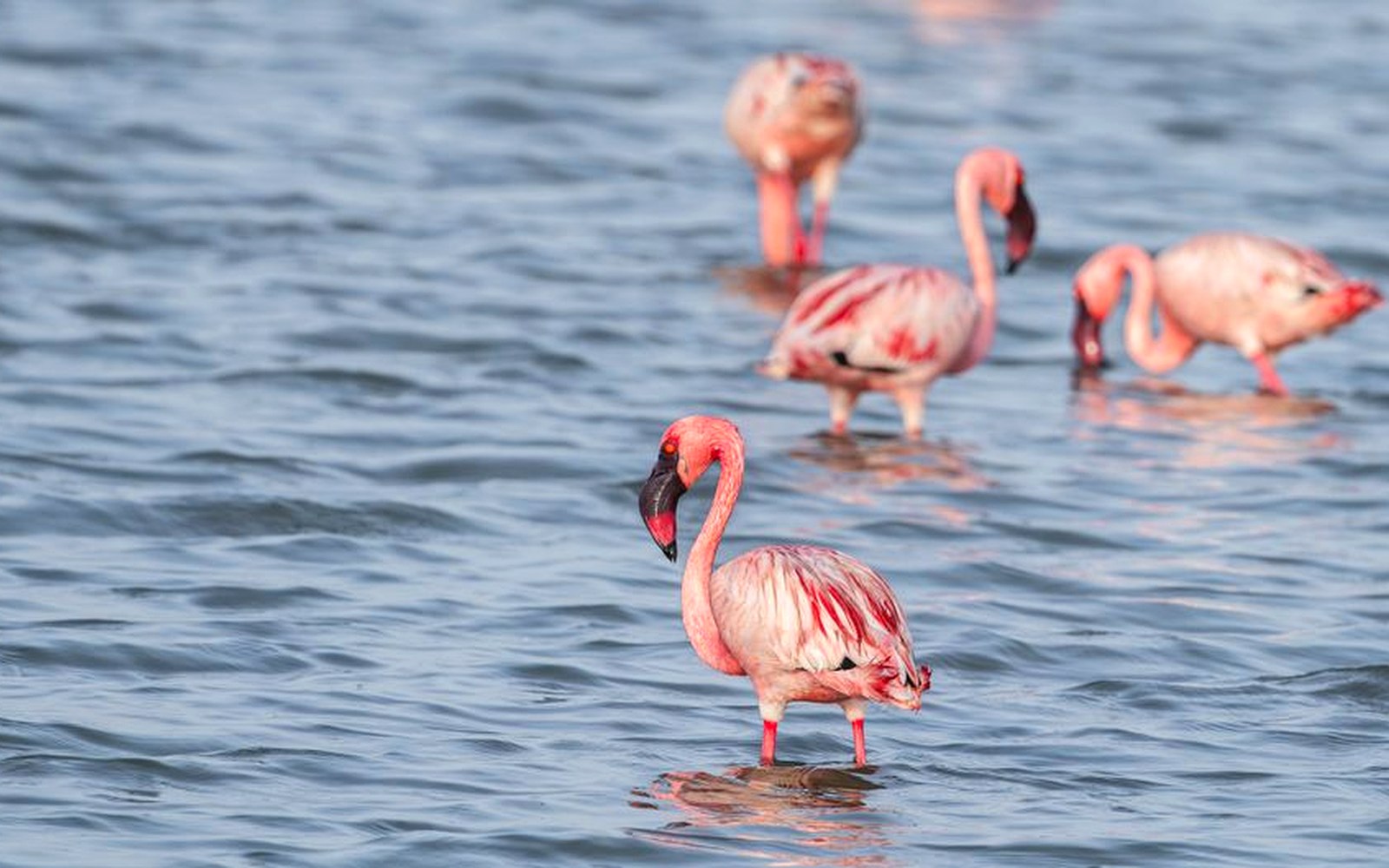 Flamingos standing and feeding in shallow blue water.